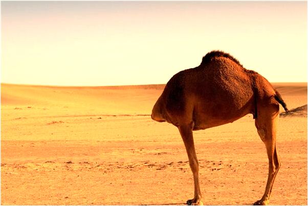 夢到別人給我香代表著什麼？_周公解夢官網