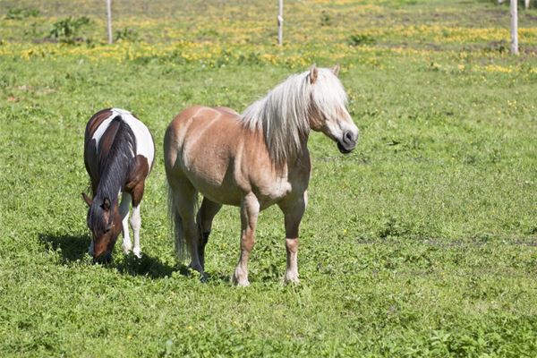 屬馬的2020年多大歲數_十二生肖