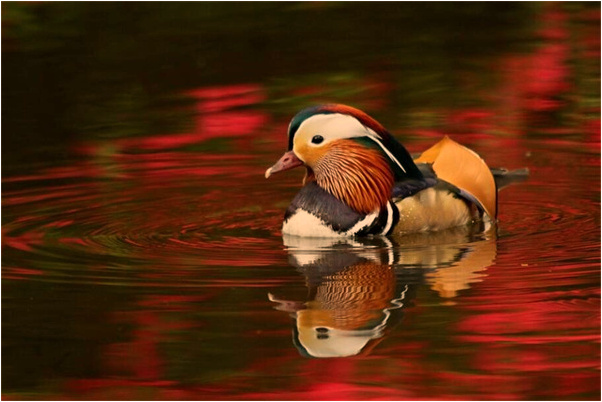 夢到和喜歡的人生子啥意思_周公解夢官網