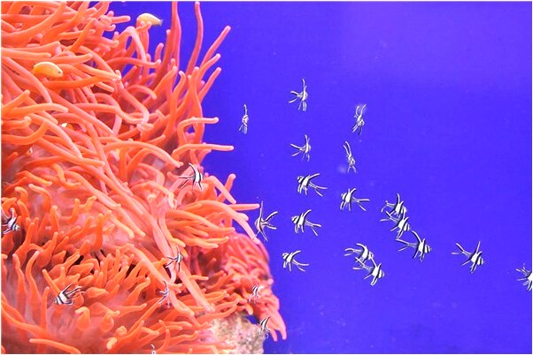 夢到把男朋友踢下床預示什麼_周公解夢官網