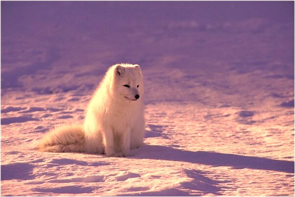 夢到了別人硬來我家住有什麼徵兆_周公解夢官網