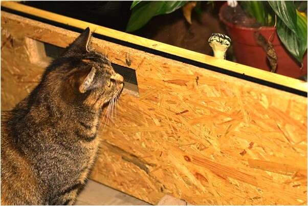 夢見前妻和她母親來我家是好的徵兆嗎_周公解夢官網