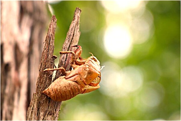 夢見買黑色運動鞋意味著什麼_周公解夢官網