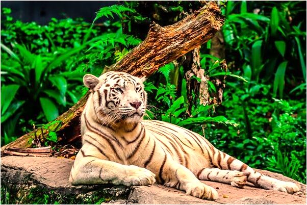 夢到了廟爆炸有何寓意_周公解夢官網