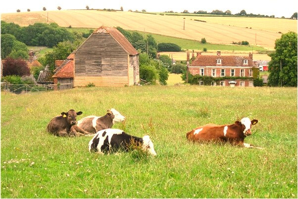 夢到小魚會飛還有蒼蠅會是什麼預兆_周公解夢官網