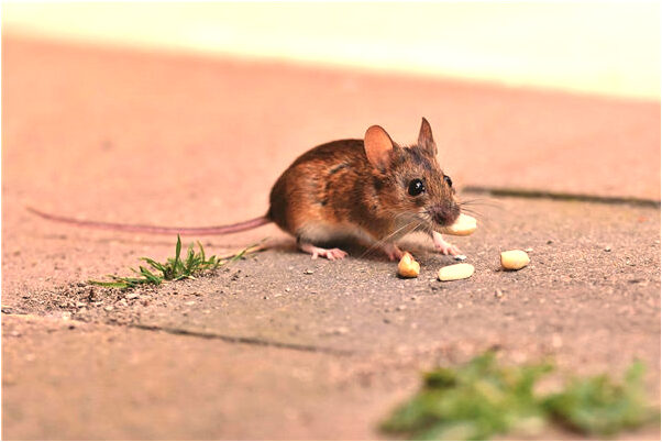 夢到了表姐從我家三樓失足是好事還是壞事_周公解夢官網