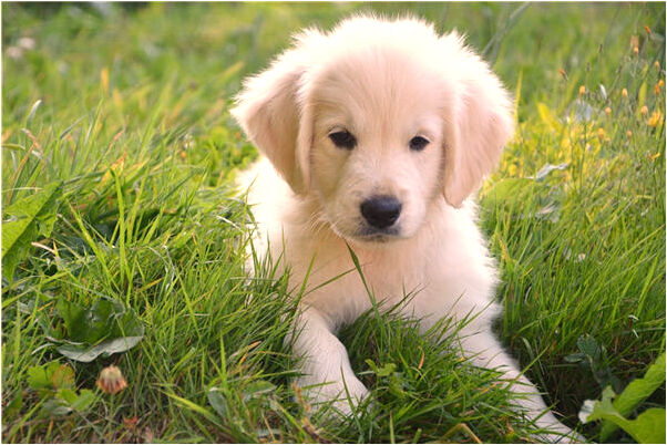 夢到了和公公上床什麼寓意_周公解夢官網