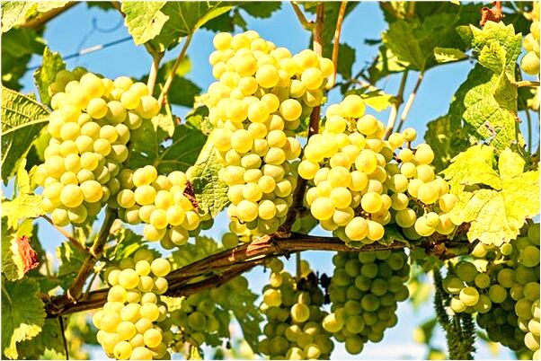 夢到了人說別人吃屎意味著什麼_周公解夢官網