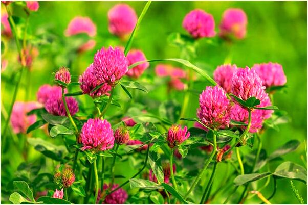 夢見去老婆娘家的預兆_周公解夢官網