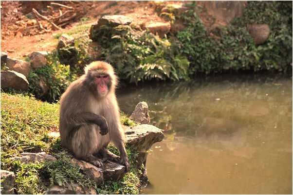 夢見進屋困難是什麼徵兆_周公解夢官網