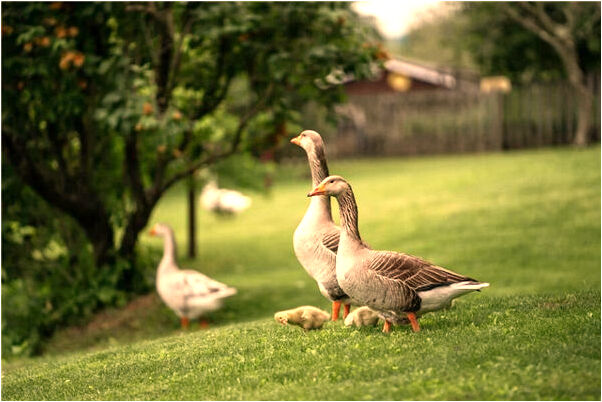 夢到我家的狗咬蛇是咋回事_周公解夢官網