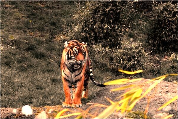 夢見動物來我家趕不走是什麼意思？_周公解夢官網