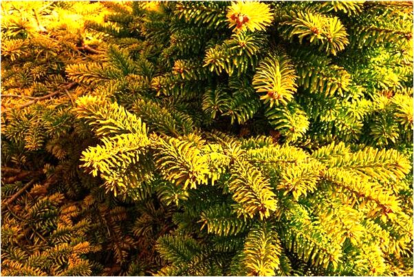 夢到偷別人家衣服是好的徵兆嗎_周公解夢官網