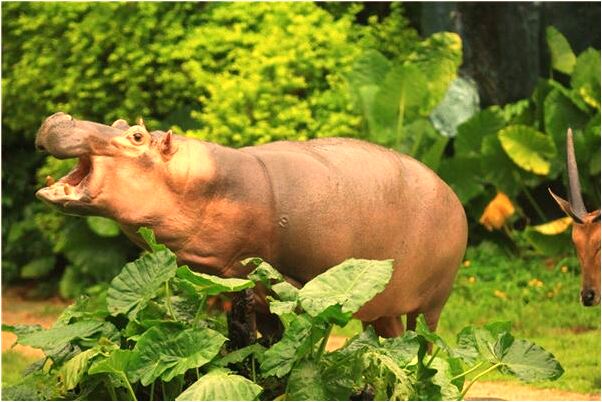 夢到了買的魚跑了是凶兆還是吉兆_周公解夢官網