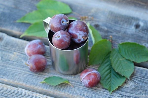 夢見摘李子吃_周公解夢