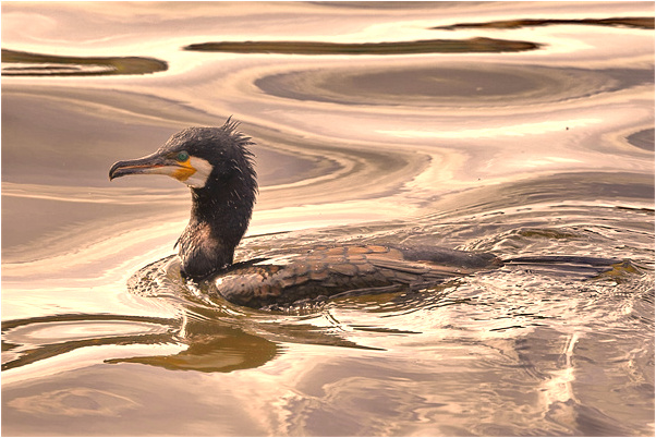 夢見因颱風推遲回校是好是壞_周公解夢官網