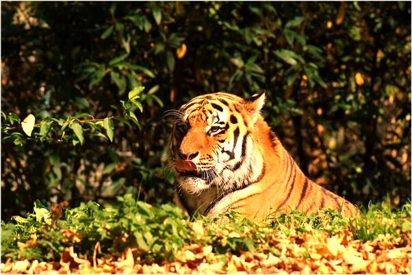 夢到鬼男孩追預示了什麼_周公解夢官網