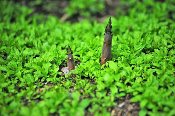 夢見竹筍長得很粗壯_周公解夢