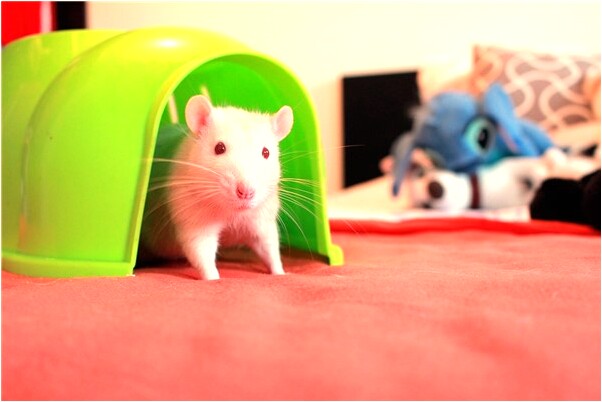 夢到男人榨丸子好不好_周公解夢官網