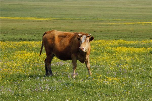 2021年屬牛本命年戴什麼生肖最好 可以旺財招貴人的飾品有哪些_十二生肖