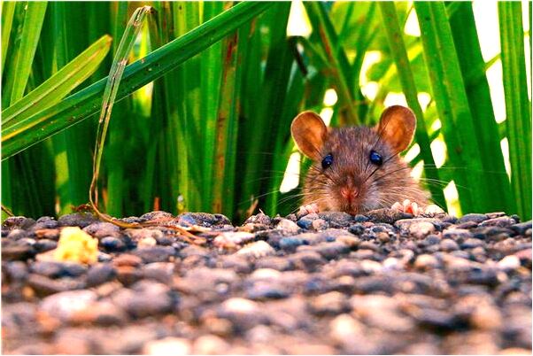 夢到買椅子靠墊是什麼意思？_周公解夢官網