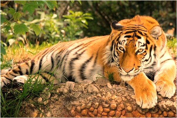 夢見被狐狸撕咬有什麼意思_周公解夢官網