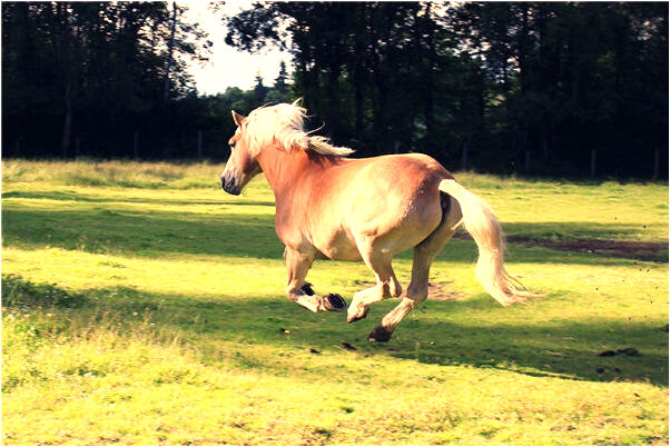 夢見鱗片死蛇活龜有什麼寓意嗎_周公解夢官網