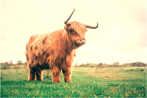 夢到想與外甥性交是吉兆嗎?_周公解夢官網