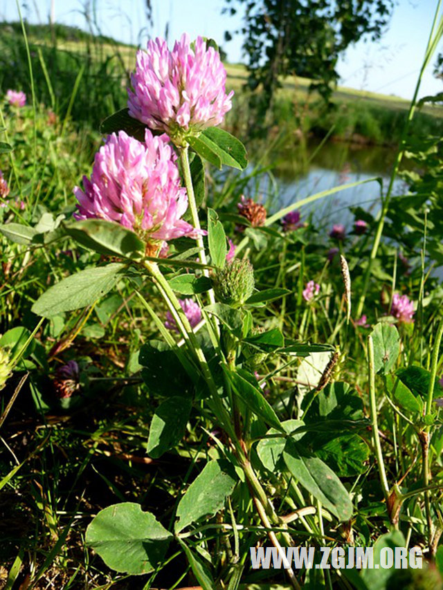 夢見死人沒死_周公解夢夢到死人沒死是什麼意思_做夢夢見死人沒死好不好_周公解夢官網