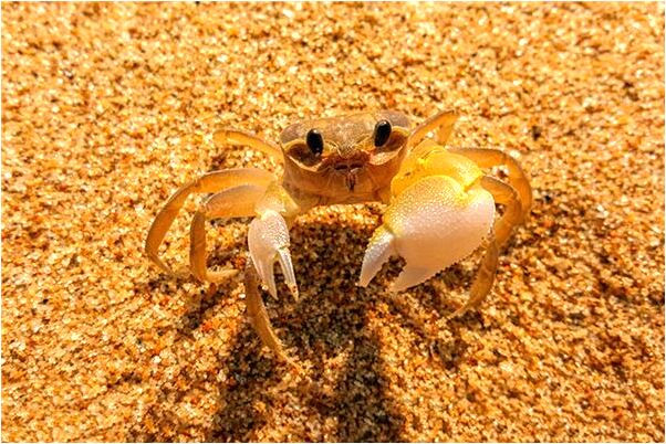 夢見長翅膀的白貓崽預兆了什麼嗎_周公解夢官網