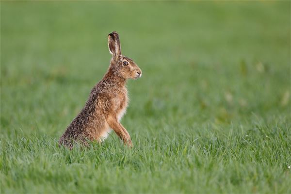夢見逮野兔子預示什麼_周公解夢