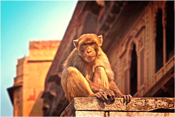夢見自己撿了一條魚有何寓意_周公解夢官網