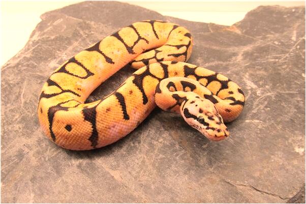 夢見棺材斜著放什麼預兆_周公解夢官網