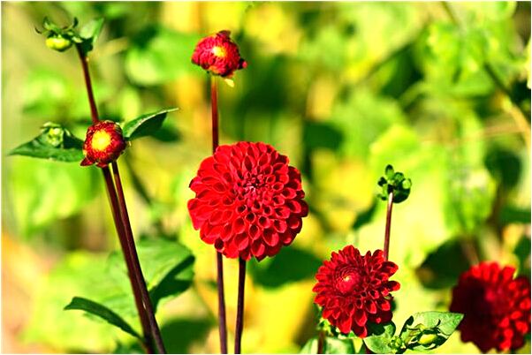 夢到了好看的鳥是什麼預兆_周公解夢官網