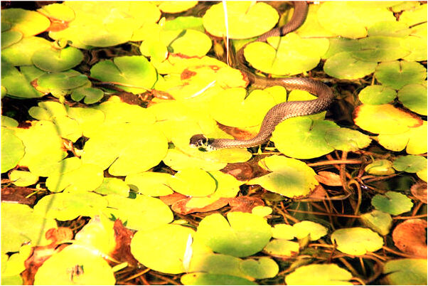 夢到了小猴子跑進家裡代表著什麼_周公解夢官網