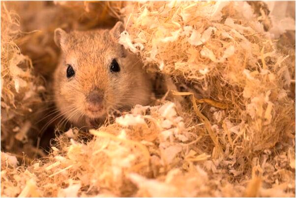 夢到中年男人要人我做干女兒會是什麼預兆_周公解夢官網