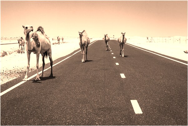 夢見黑白老鱉有什麼意義嗎_周公解夢官網