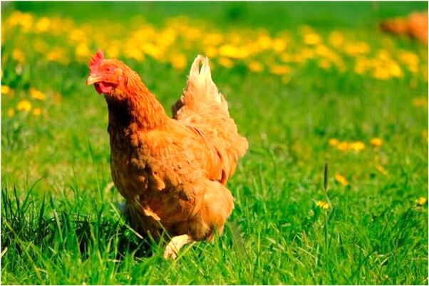 夢見下雨臨時曬在外面的衣服有什麼寓意嗎_周公解夢官網