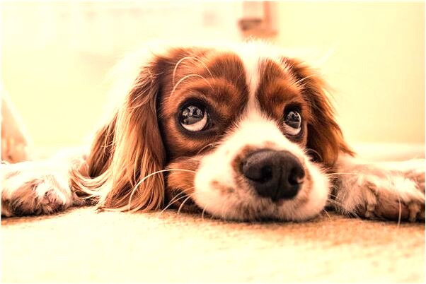 夢到自己懷上了前男友的孩子代表著什麼_周公解夢官網