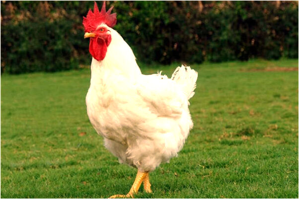 夢到了人在高處腳下不穩代表著什麼？_周公解夢官網