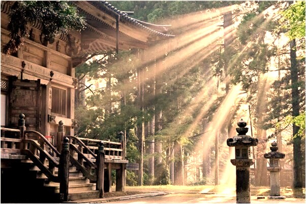 夢到在屋裡樹會有什麼預兆_周公解夢官網