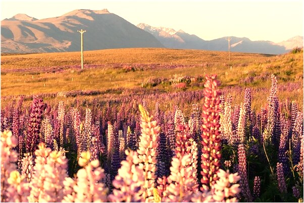 夢到了親人鋸樹是什麼意思?_周公解夢官網