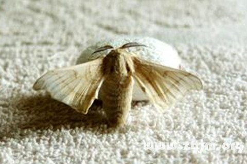Dream of silkworm moth cocoon