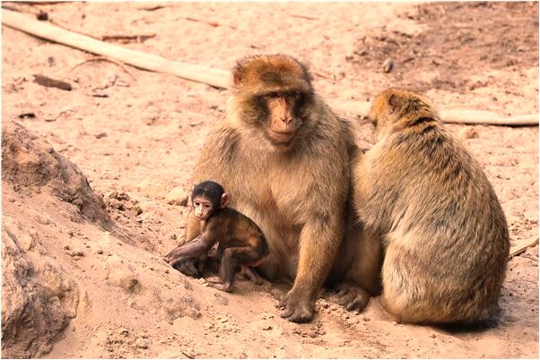 夢見別人掉到窨井裡是什麼預兆？_周公解夢官網