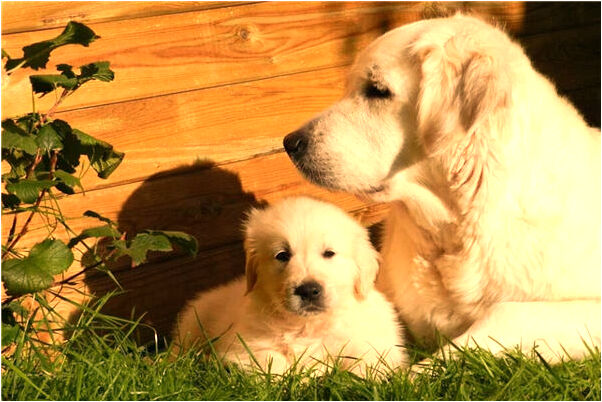 夢見大描生下一群小貓是什麼預兆？_周公解夢官網