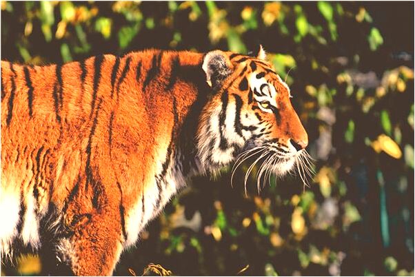 夢見自己的朋友去陪別人是啥預兆_周公解夢官網