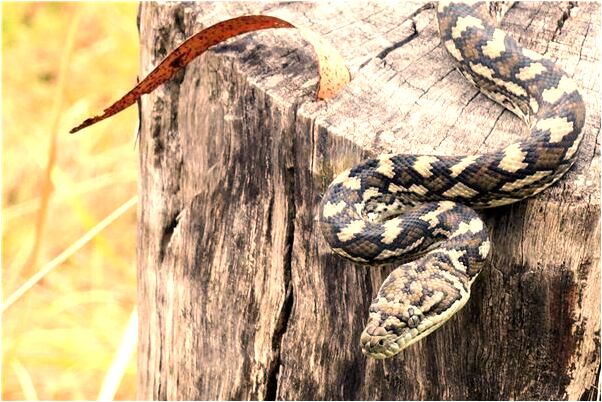 夢到了小叔姦情是什麼徵兆_周公解夢官網