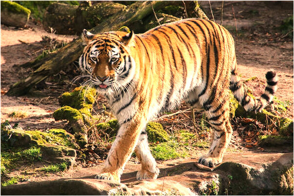 夢到了自己要死了很孤單是什麼意思_周公解夢官網