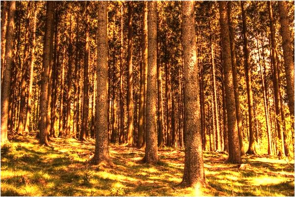 夢到蒼蠅螞蟻是什麼啟示_周公解夢官網