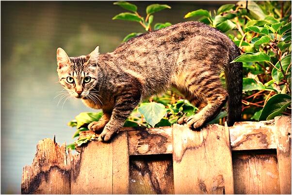 夢到我用皮管水澆了老公有什麼意義嗎_周公解夢官網